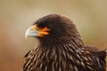 Detail portrait of birds of prey Strieted caracara, Phalcoboenus australis. Caracara sitting in the grass in Falkland Islands