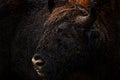 Detail portrait Bison in the dark forest, misty scene with big brown animal in nature habitat, orange oak leaves on the trees, Royalty Free Stock Photo
