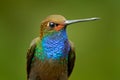 Detail portrait of blue hummingbird. Bird sucking nectar from pink bloom. Hummingbird with flower. White-tailed Hillstar, Urochroa