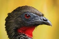 Detail portrait of Crested Guan, Penelope purpurascens, Costa Rica Royalty Free Stock Photo
