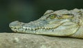 Detail portrait of crocodile from side Royalty Free Stock Photo