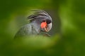 Detail portrait of dark parrot, green forest habitat. Palm cockatoo, Probosciger aterrimus, talon in the bill, New Guinea. Head