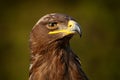 Detail portrait of eagle. Bird in the grass. Steppe Eagle, Aquila nipalensis, sitting on the meadow, forest in background.