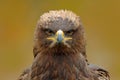 Detail portrait of eagle. Bird in the grass. Steppe Eagle, Aquila nipalensis, sitting in the grass on meadow, forest in background Royalty Free Stock Photo