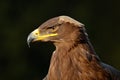 Detail portrait of eagle. Bird in the grass. Steppe Eagle, Aquila nipalensis, sitting on the meadow, forest in background.