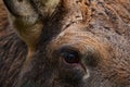 Detail portrait of elk or Moose, Alces alces in the dark forest during rainy day. Beautiful animal in the nature habitat. Wildlife