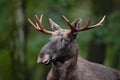 Detail portrait of elk, moose. Moose, North America, or Eurasian elk, Eurasia, Alces alces in the dark forest during rainy day. Be