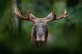 Detail portrait of elk, moose. Moose, North America, or Eurasian elk, Eurasia, Alces alces in the dark forest during rainy day. Be