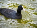 Detail portrait of an Eurasian coot or American Coot swimming in turquoise water