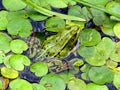 Detail portrait of frog in the pond. Stock photo of animals in the nature habitat