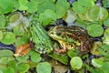 Detail portrait of frogs in the pond. Stock photo of animals in the nature habitat