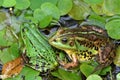 Detail portrait of frogs in the pond. Stock photo of animals in the nature habitat