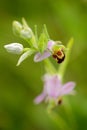 Detail portrait of green insect grasshopper, sitting on beautiful wild flower bee orchid, Male Karpaty, Czech republic Royalty Free Stock Photo