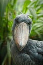 Detail portrait of grey shoebill, Balaeniceps rex. Closeup of stork with big beak. Portrait of rare bird with big beak. Wildlife Royalty Free Stock Photo