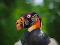 Detail portrait king Vulture