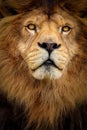 Detail portrait lion Royalty Free Stock Photo