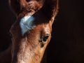 Detail portrait of little bay foal of sportive breed. close up