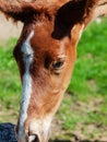 Detail portrait of little chestnut foal of sportive breed. close up