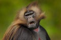 Detail portrait of monkey. Portrait of Gelada Baboon with open muzzle with tooths. Portrait of monkey from African mountain. Simie