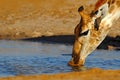 Detail portrait od giraffe. Giraffe drinking water from the lake, evening orange sunset, big animal in the nature habitat