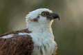 Detail portrait of osprey, bird of prey with yellow eye and curved bill, Florida, USA