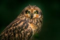 Detail portrait of owl, fixed eyes. Short-eared Owl, Asio flammeus, sitting on the spruce tree. Bird in the habitat, beautiful yel