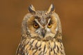 Detail portrait of owl. Long-eared Owl sitting on the branch in the fallen larch forest during autumn. Wildlife scene from the nat