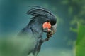 Detail portrait of Palm cockatoo Probosciger aterrimus. Dark parrot in green forest habitat, holding talon with food in bill. Royalty Free Stock Photo