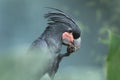 Detail portrait of Palm cockatoo, Probosciger aterrimus. Dark parrot in green forest habitat, holding talon with food in bill. Royalty Free Stock Photo