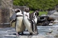 Detail portrait of a penguin. Two penguins with a beak in the middle, looking for a pair of penguins.