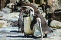 Detail portrait of a penguin. Two penguins with a beak in the middle, looking for a pair of penguins.