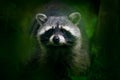 Detail portrait of Raccoon, Procyon lotor, walking on white sand beach in National Park Manuel Antonio, Costa Rica. Wild animal in Royalty Free Stock Photo
