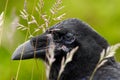 Detail portrait of raven hidden in grass. Black bird raven with open beak sitting on the meadow. Close-up of black bird with thick Royalty Free Stock Photo