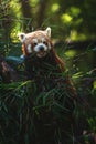 Red Panda (Ailurus fulgens) on the tree Royalty Free Stock Photo