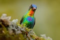 Detail portrait of shiny bird. Fiery-throated Hummingbird, Panterpe insignis, colour bird sitting on larch branch. Red glossy humm