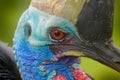 Detail portrait Southern cassowary, Casuarius casuarius, also known as double-wattled cassowary, Australian big forest bird, detai Royalty Free Stock Photo