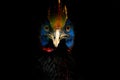 Detail portrait of Southern cassowary, Casuarius casuarius, known as double-wattled cassowary. Australian big forest bird from