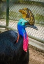 Detail portrait of Southern cassowary Casuarius casuarius male