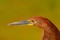 Detail portrait of tiger heron. Evening sun, Rufescent Tiger-Heron, Tigrisoma lineatum, motteled bird with evening back light, in