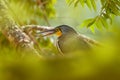 Detail portrait of tiger heron. Evening sun, Rufescent Tiger-Heron, Tigrisoma lineatum, motteled bird with evening back light, in