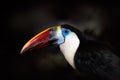 Detail portrait of toucan. Bill toucan portrait. Beautiful bird with big beak. Big bill bird White-throated toucan, Ramphastos