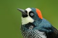 Detail portrait of tropic woodpecker. Woodpecker from Costa Rica mountain forest, Acorn Woodpecker, Melanerpes formicivorus. Bird