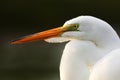 Detail portrait of water bird. White heron, Great Egret, Egretta alba, standing in the water in the march. Beach in Florida, USA. Royalty Free Stock Photo