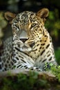 Detail portrait of wild cat jaguar, Costa Rica