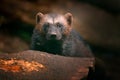 Detail portrait of wild wolverine. Face portrait of wolverine. Running tenacious Wolverine in Finland tajga. Danger animal in the Royalty Free Stock Photo