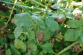 detail of potato crop affected by downy mildew. Phytophthora infestans fungus attacking potato plant