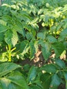 detail of potatoe plant Royalty Free Stock Photo