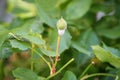 Detail of powdery mildew, plant disease - affected rose flower Royalty Free Stock Photo