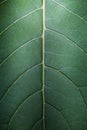 detail of a powerful deep green leaf