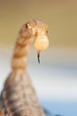 Detail of the powerful and sharp stinger of a scorpion where you can see a drop of its deadly poison